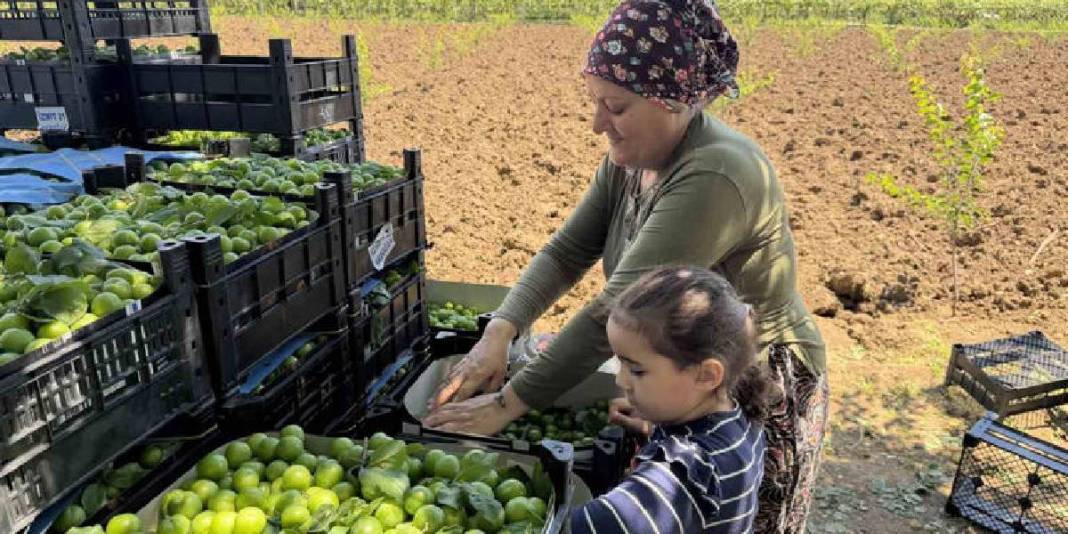 İlk hasat davul zurna ile yapıldı! Kilosu 120 TL’den satışa çıkacak 9